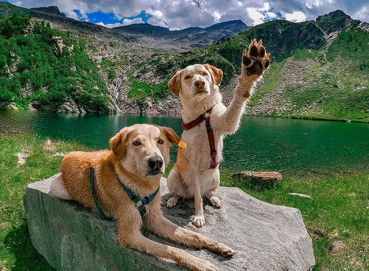 Dos perros disfrutando una excursión en alta montaña con lago y picos al fondo
