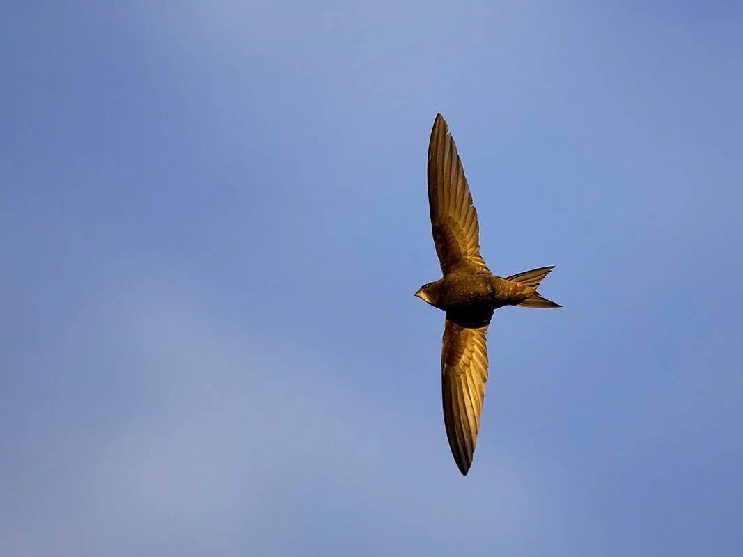 Vencejo en vuelo — símbolo de La Posada del Vencejo